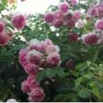 Роза плетистая Jasmina