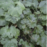 Манжетка мягкая