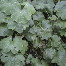 Манжетка мягкая