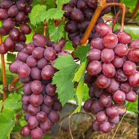 Виноград Виктория