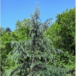 Лиственница европейская