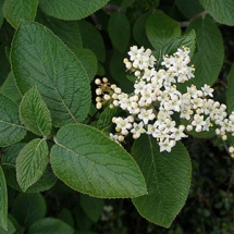 Калина гордовина