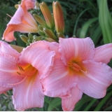 Лилейник Frans Hals