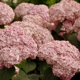 Гортензия древовидная Candybelle Bubblegum