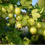 Крыжовник Гроссуляр