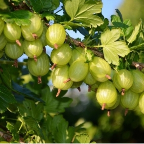 Крыжовник Гроссуляр