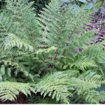 Кочедыжник красночерешковый