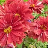 Хризантема корейская Duchess of Edinburgh