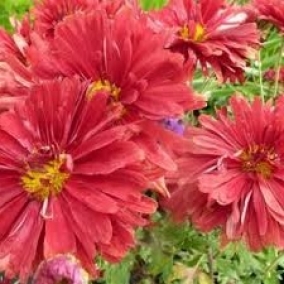 Хризантема корейская Duchess of Edinburgh