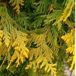 Туя западная Sunkist