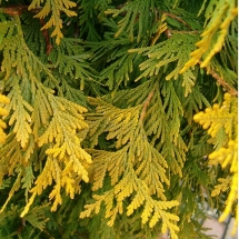 Туя западная Sunkist