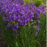 Ирис кроваво-красный