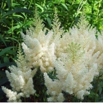 Астильба Арендса Weisse Gloria