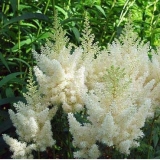 Астильба Арендса Weisse Gloria