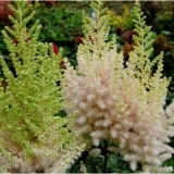 Астильба китайская Milk and Honey