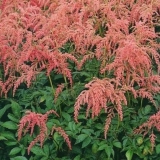 Астильба Тунберга Straussenfeder