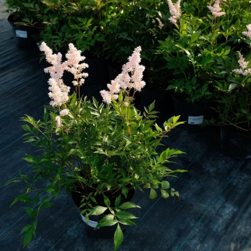 Астильба японская Europa