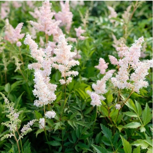 Астильба японская Europa