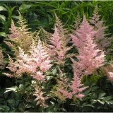 Астильба японская Peach Blossom