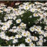 Астра кустарниковая Kristina