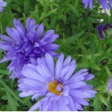 Астра кустарниковая Prof. Anton Kippenberg
