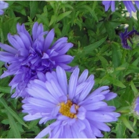 Астра кустарниковая Prof. Anton Kippenberg