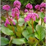 Бадан сердцелистный