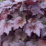 Гейхера мелкоцветковая Palace Purple