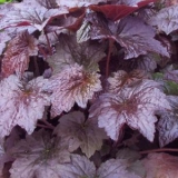 Гейхера мелкоцветковая Palace Purple