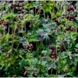 Герань темная Samobor