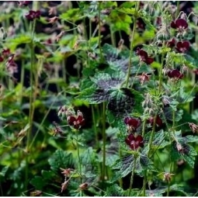 Герань темная Samobor