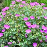 Герань кроваво-красная Max Frei