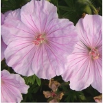 Герань кроваво-красная var.striatum