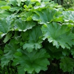 Дармера щитовидная