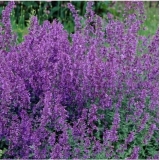 Котовник Фассена Kit Cat