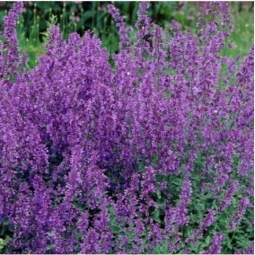 Котовник Фассена Kit Cat