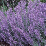Котовник Фассена Walker's Low
