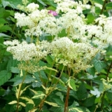 Лабазник (Таволга) вязолистный Variegata