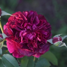 Роза английская (Austin) William Shakespeare 2000