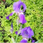 Ирис бородатый (германский) лиловый
