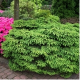 Ель обыкновенная Nidiformis