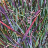 Просо прутьевидное Nosferatu