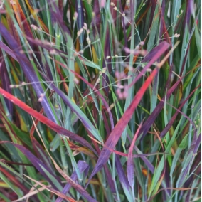 Просо прутьевидное Nosferatu