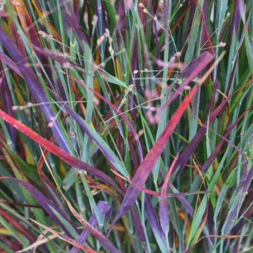 Просо прутьевидное Nosferatu