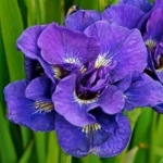 Ирис сибирский Kabluey