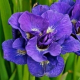 Ирис сибирский Kabluey