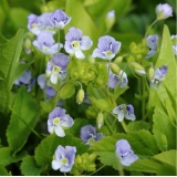 Вероника нитевидная