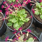 Примула Юлии (бордовая)