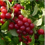 Вишня войлочная Огонек