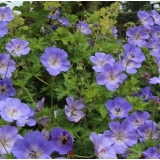 Герань гибридная Rozanne